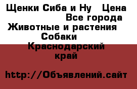 Щенки Сиба и Ну › Цена ­ 35000-85000 - Все города Животные и растения » Собаки   . Краснодарский край